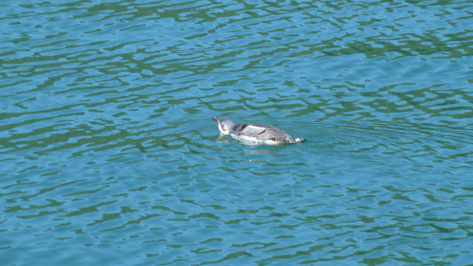 Blue Penguin, Pelorus Sound.