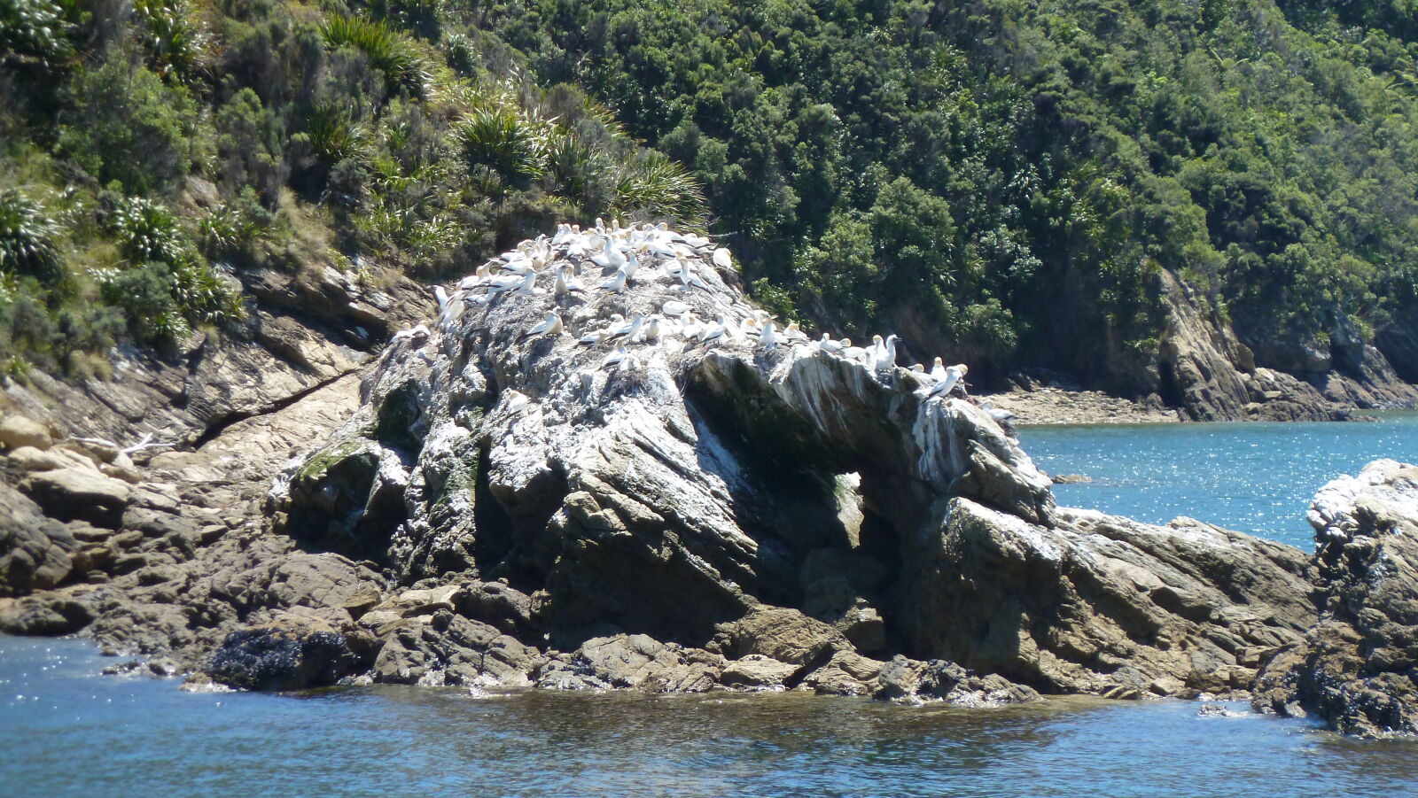 Gannetkolonie, Pelorus Sound.