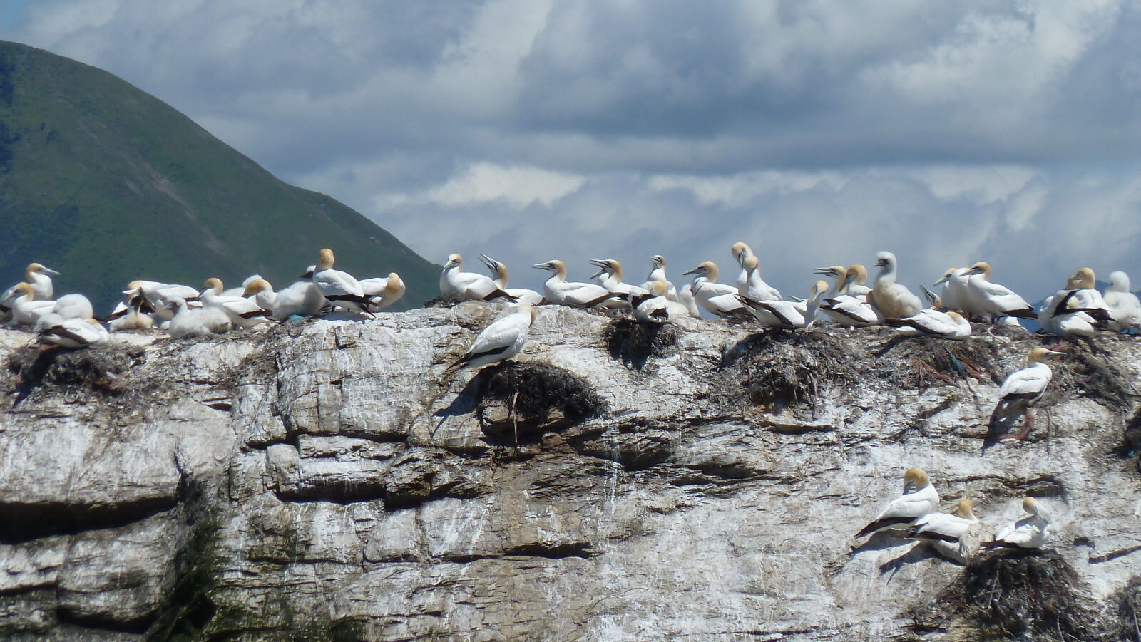 Gannetkolonie, Pelorus Sound.
