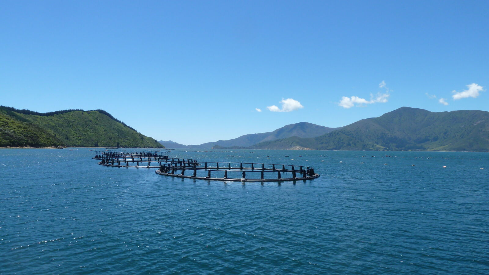 Lachsfarm, Pelorus Sound.