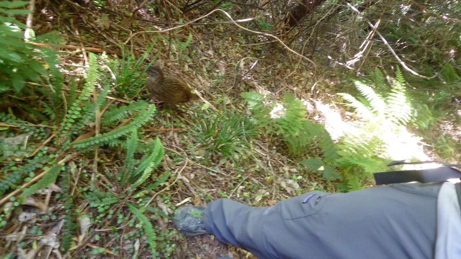 Weka, Nydia Track.