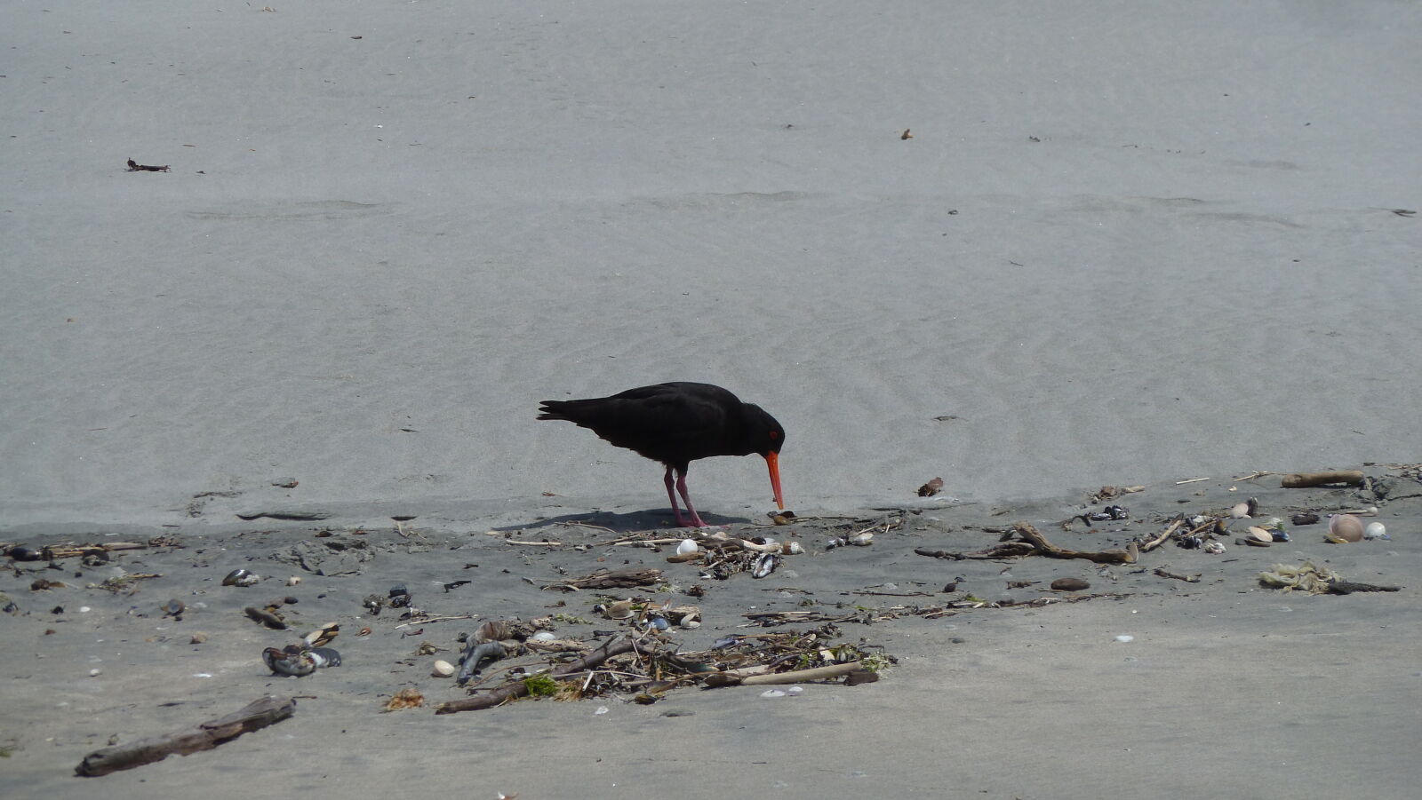 Farewell Spit.