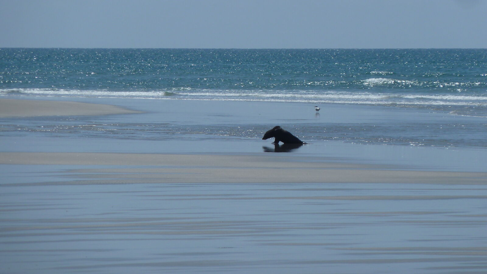 Farewell Spit.