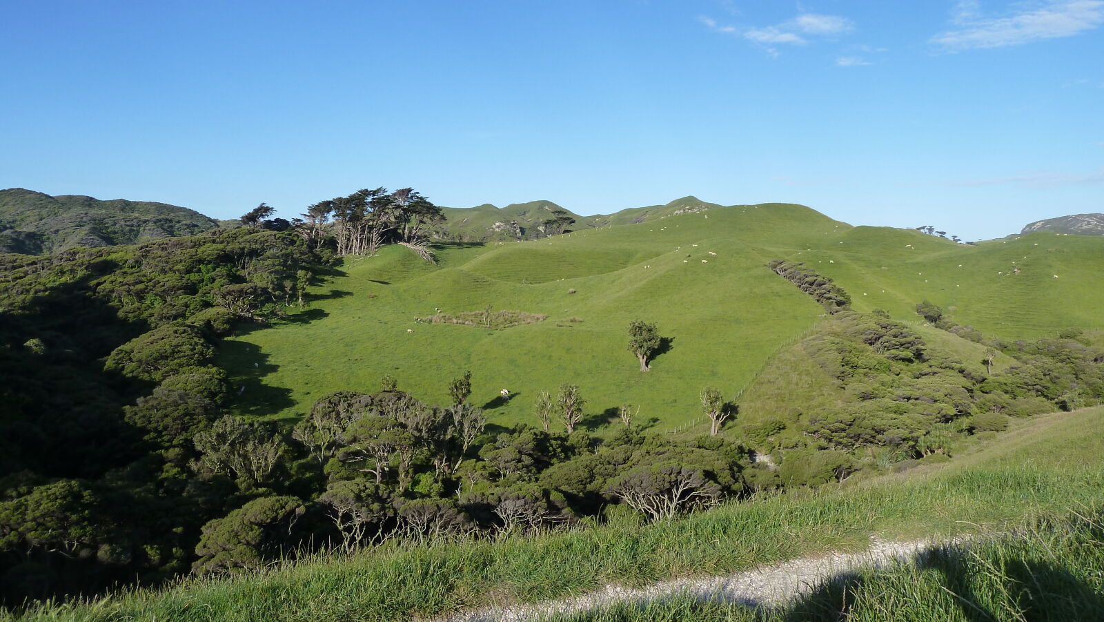 Wharariki Beach Track.