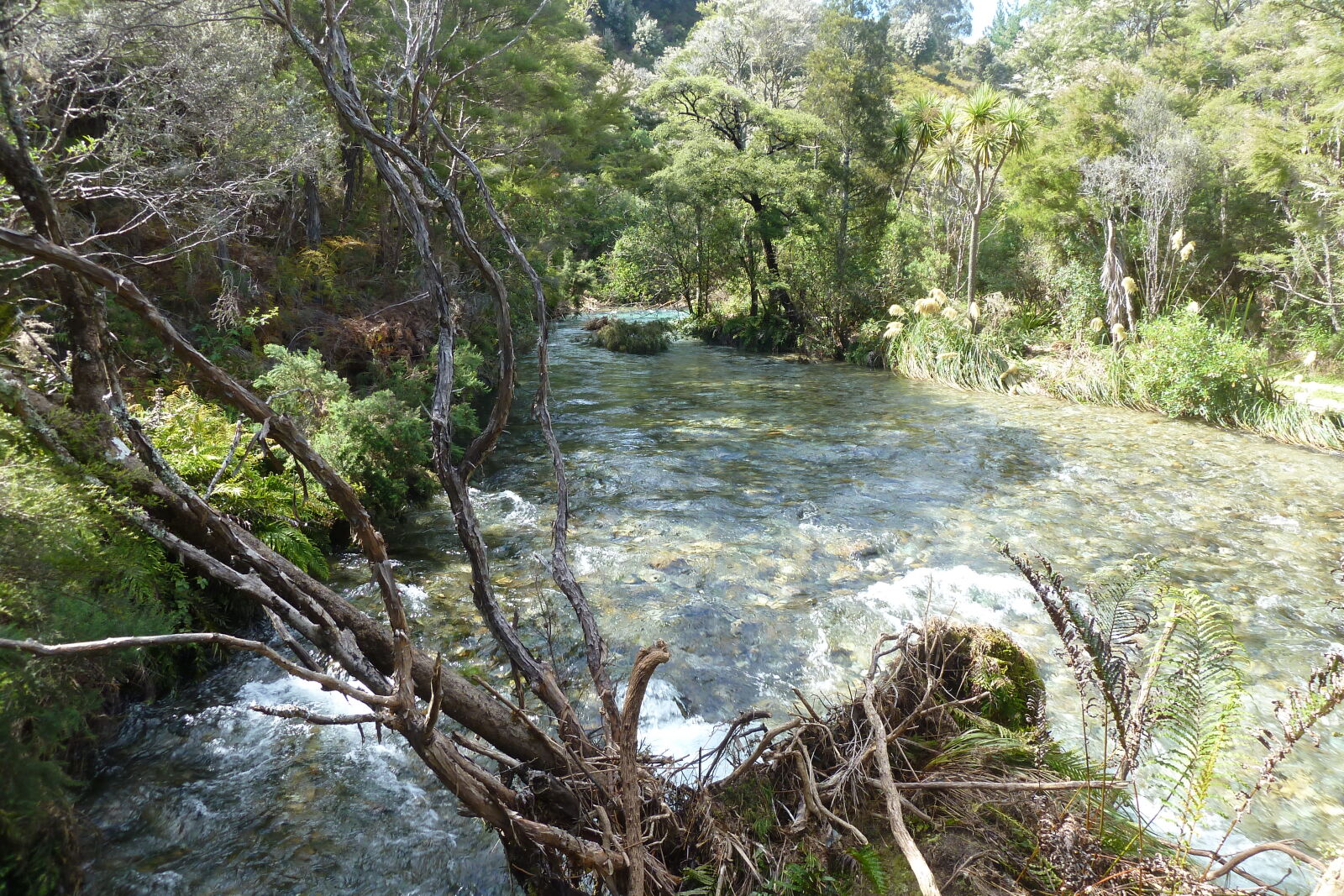 Waikoropupu Springs.