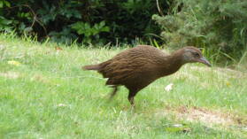 Weka.