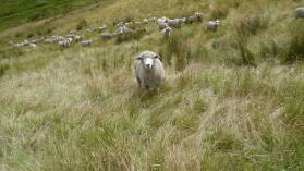 Wither Hills Farm Park, Blenheim.