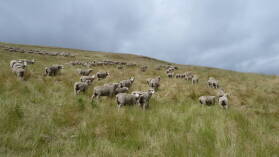 Wither Hills Farm Park, Blenheim.