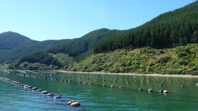 Muschelfarm, Pelorus Sound.