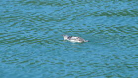 Blue Penguin, Pelorus Sound.