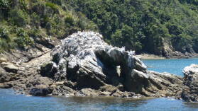 Gannetkolonie, Pelorus Sound.