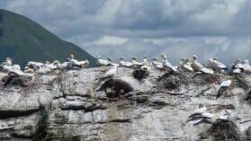 Gannetkolonie, Pelorus Sound.