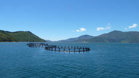 Lachsfarm, Pelorus Sound.