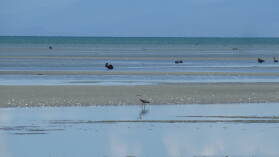 Farewell Spit.