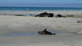 Farewell Spit.