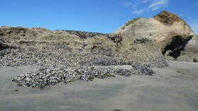 Wharariki Beach.
