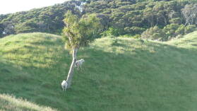 Wharariki Beach Track.