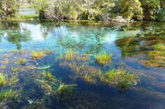 Waikoropupu Springs.