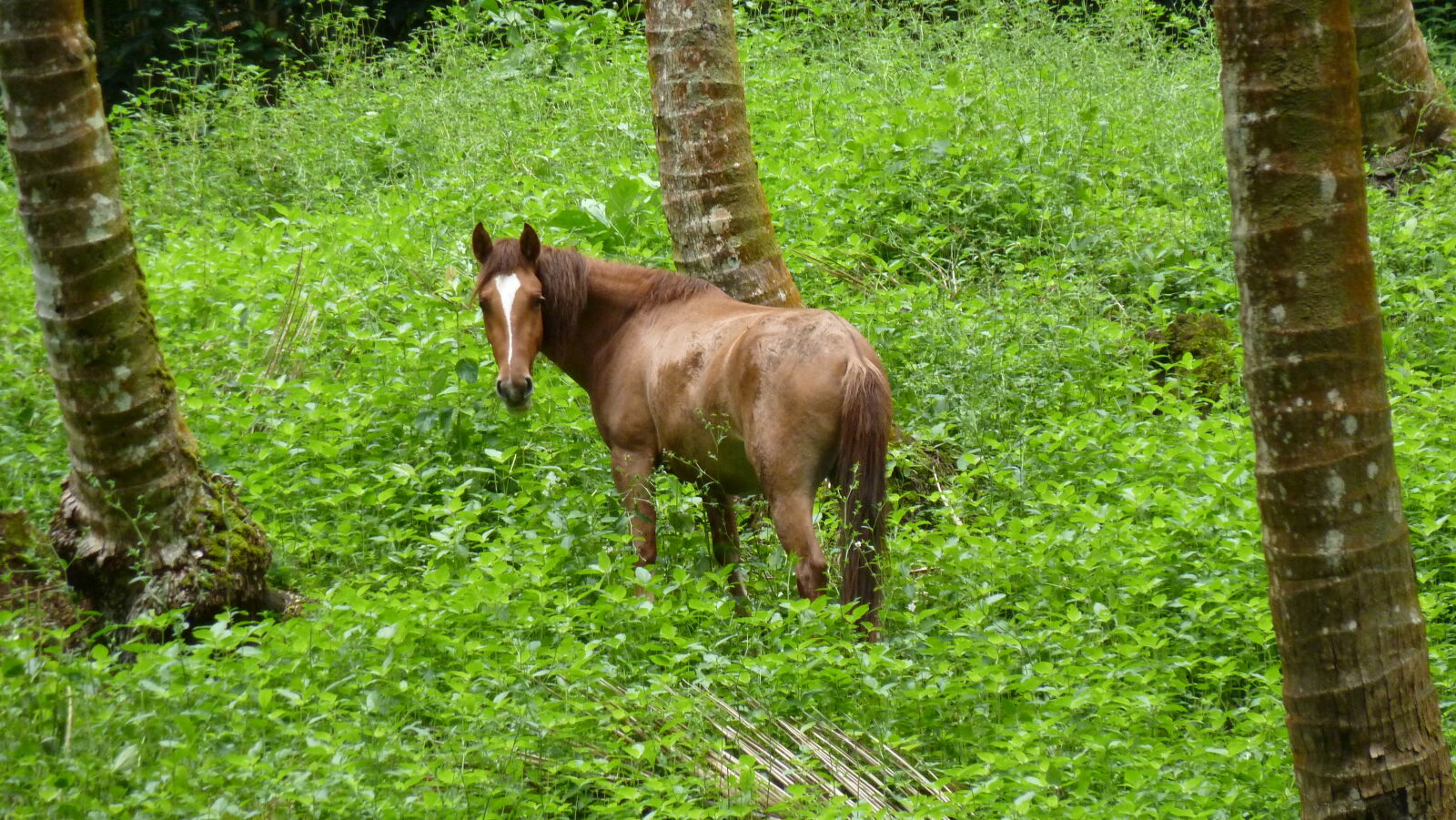 Fatu Hiva.