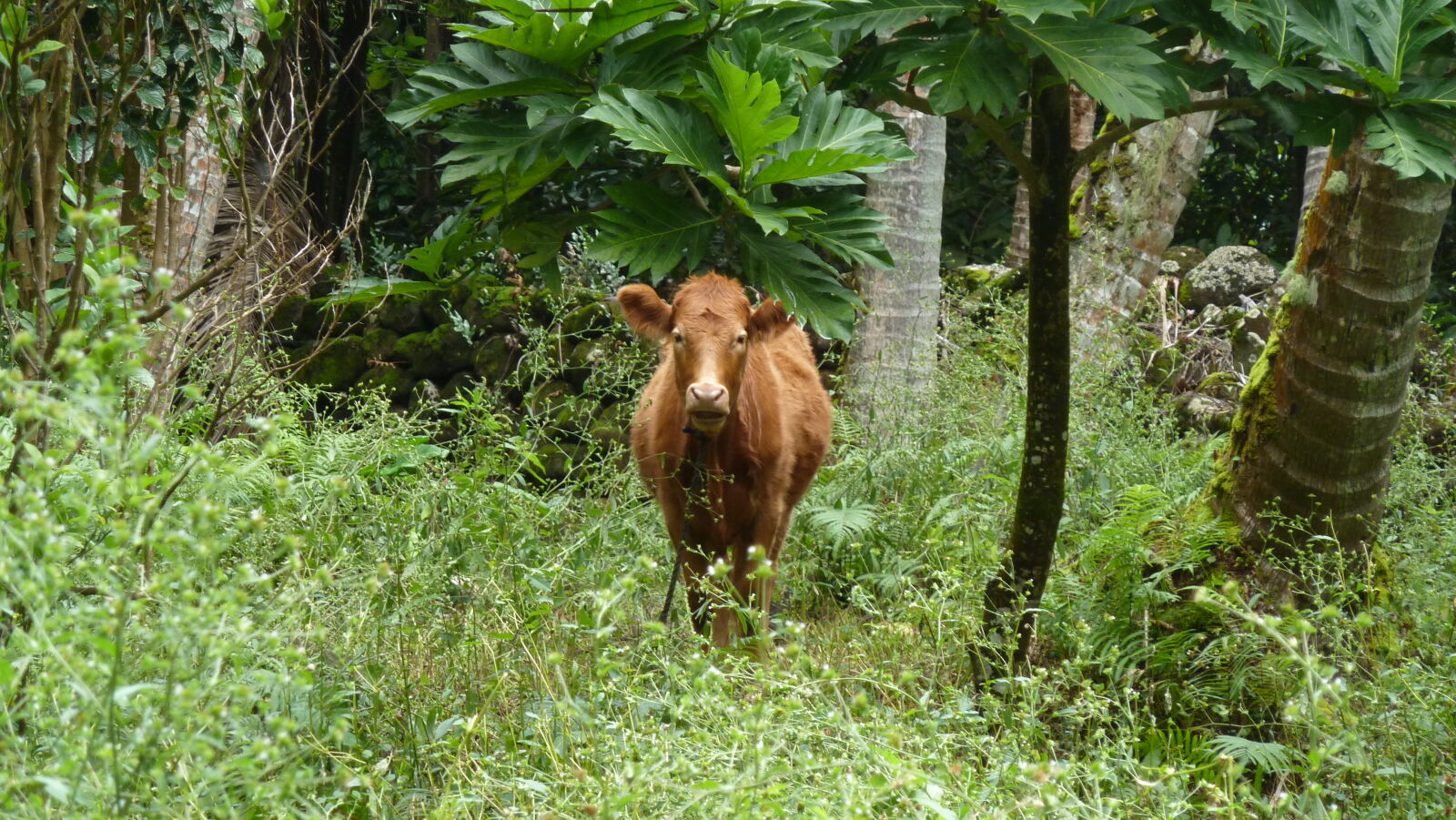 Fatu Hiva.