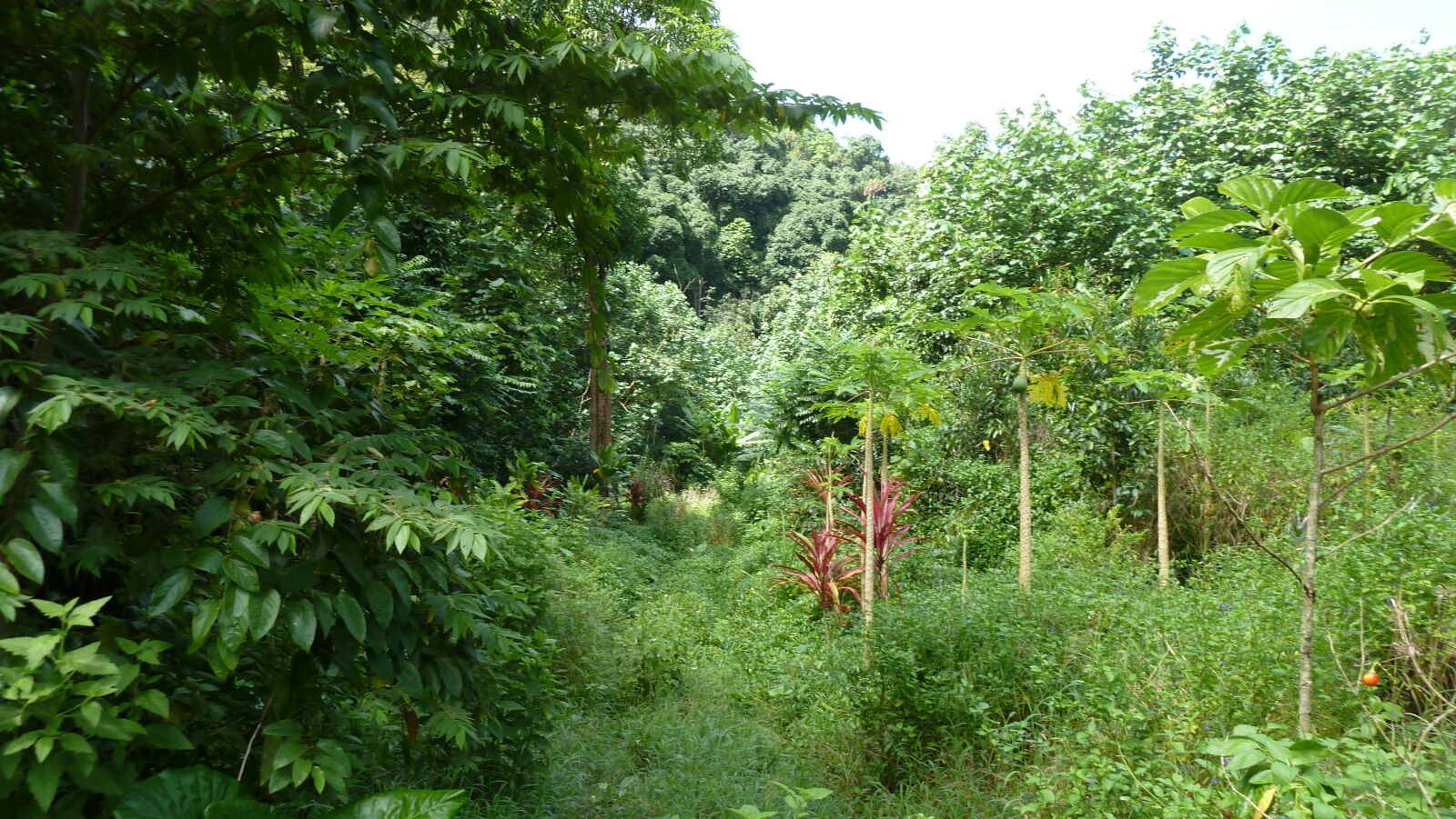 Papayas in Atuona, Hiva Oa.