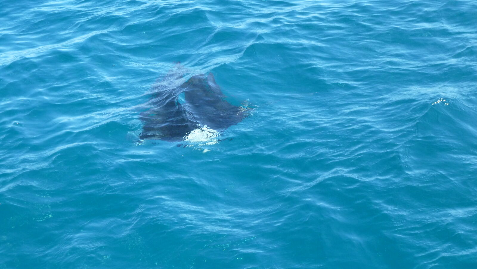 Mantas umkreisen unser Boot in in Baie Hanamoenoa, Tahuata.