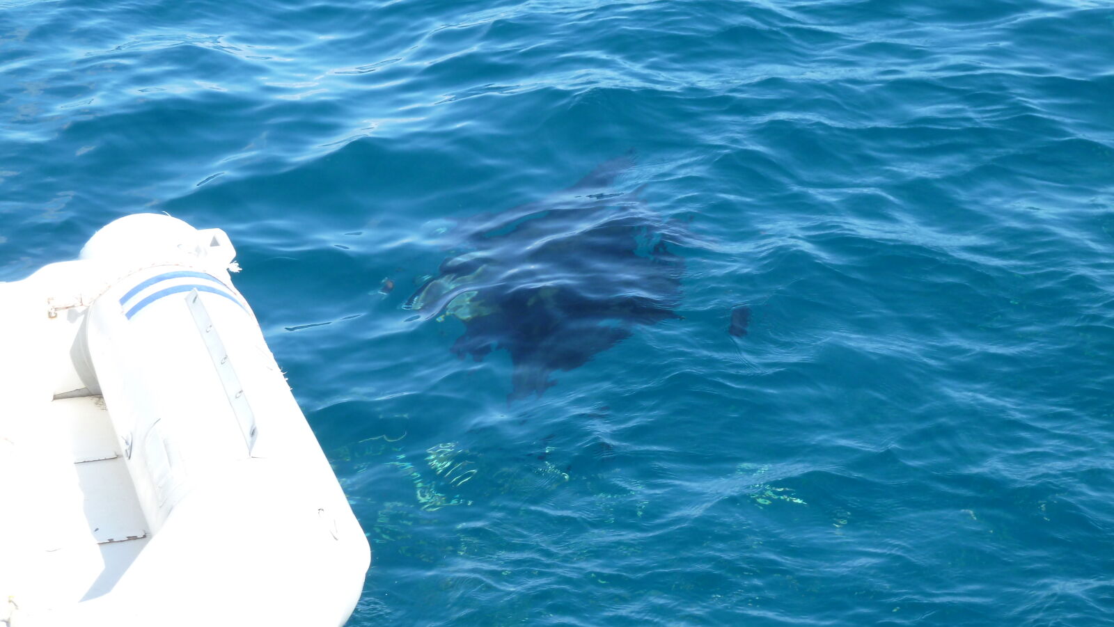 Mantas umkreisen unser Boot in in Baie Hanamoenoa, Tahuata.