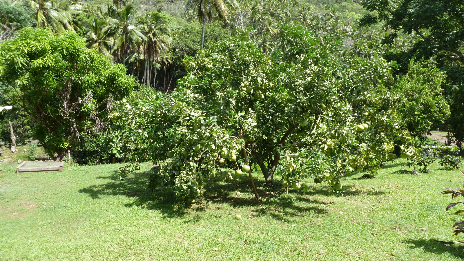 Pampelmusenbaum in Hanaiapa, Hiva Oa.