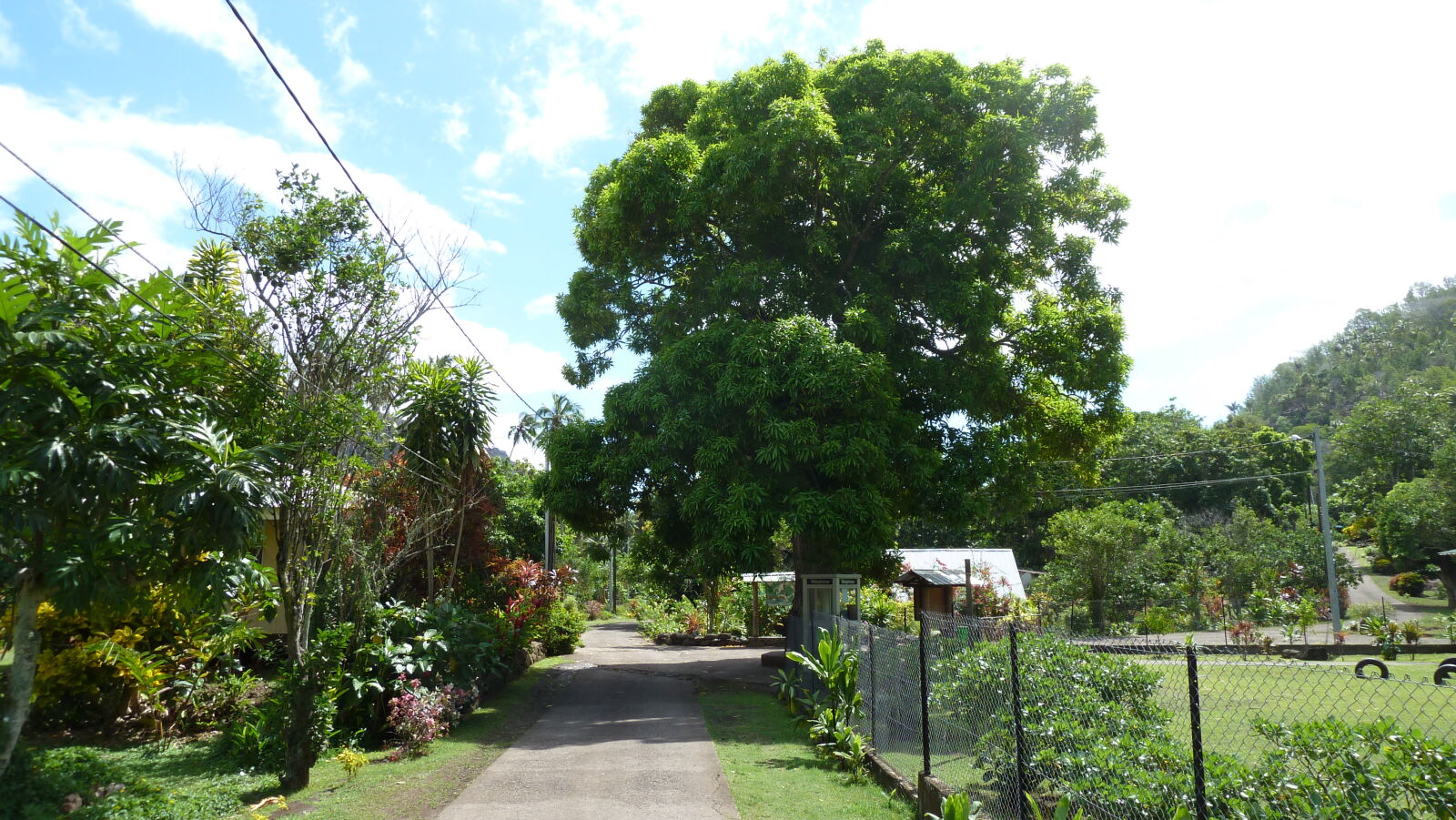 Mangobaum in Hanaiapa, Hiva Oa.