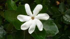 Fatu Hiva.