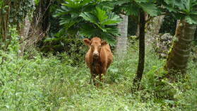 Fatu Hiva.