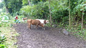 Atuona, Hiva Oa.