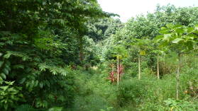 Papayas in Atuona, Hiva Oa.