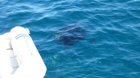 Mantas umkreisen unser Boot in in Baie Hanamoenoa, Tahuata.