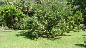 Pampelmusenbaum in Hanaiapa, Hiva Oa.