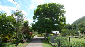 Mangobaum in Hanaiapa, Hiva Oa.