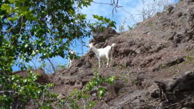 Wanderung von Hanaiapa nach Hanatekuua, Hiva Oa.