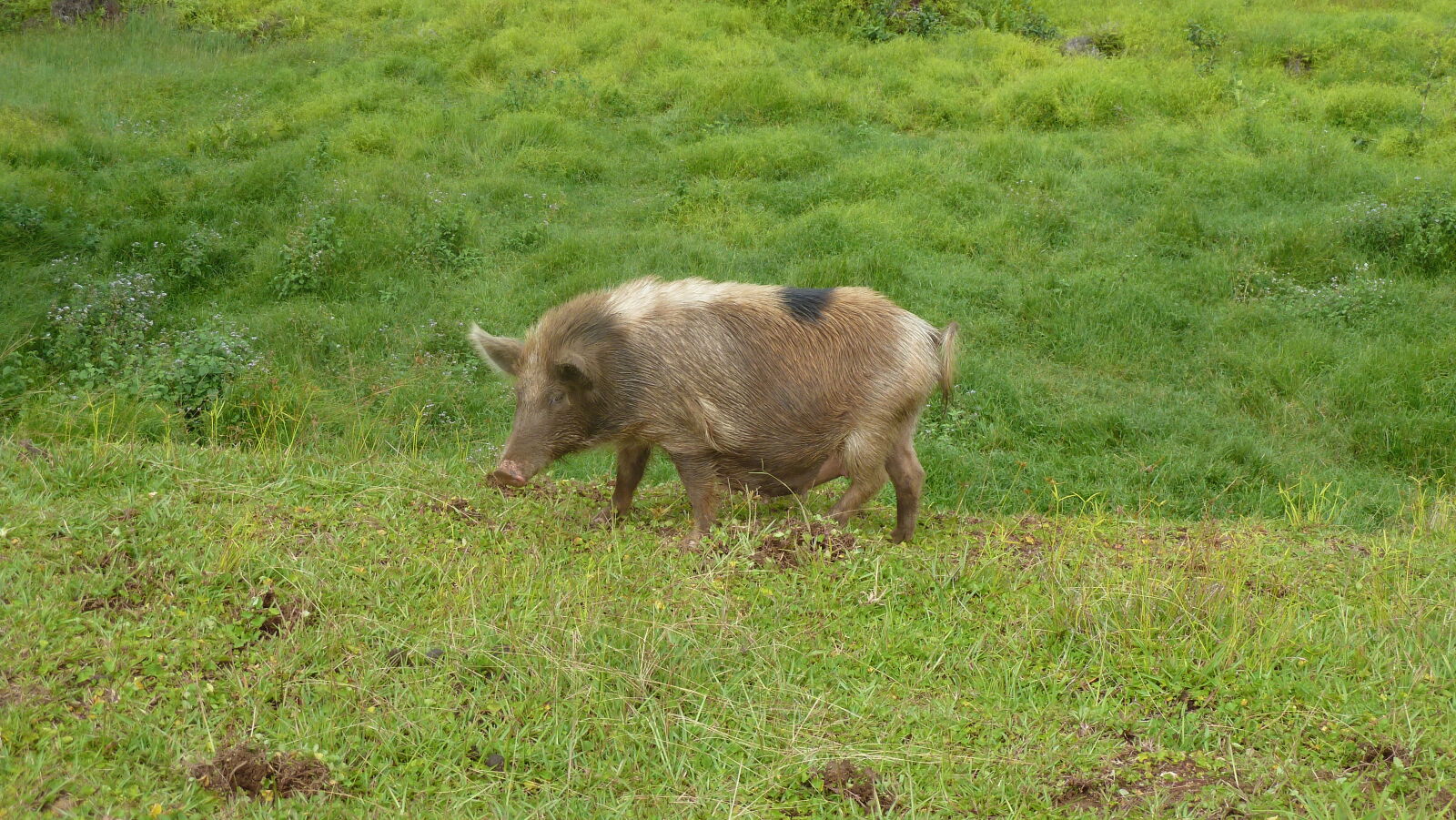Hochland von Nuku Hiva.