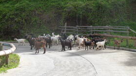 Nuku Hiva.