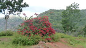 Nuku Hiva.