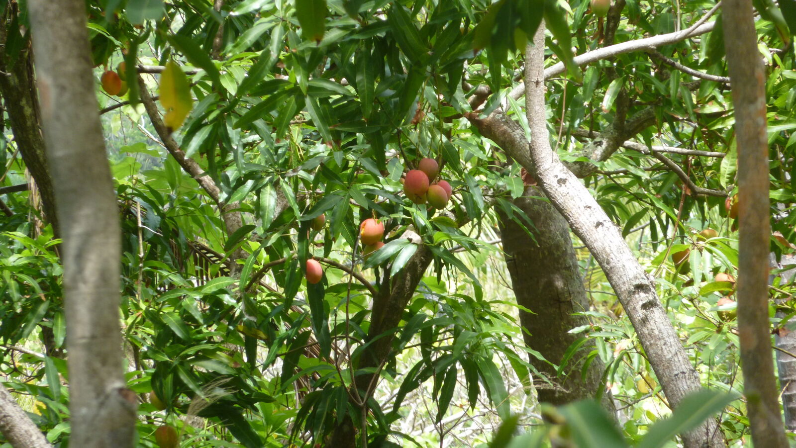 Besteigung des Mt. Teurafaatiu; MANGOS!!!
