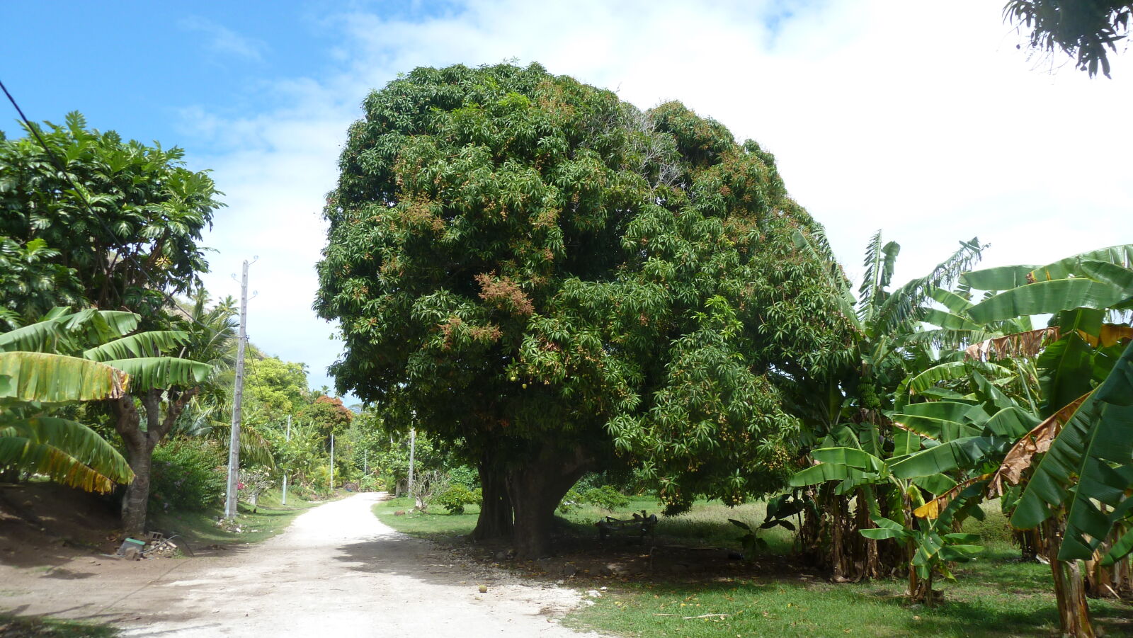 Inselumwanderung; MANGOS!!!