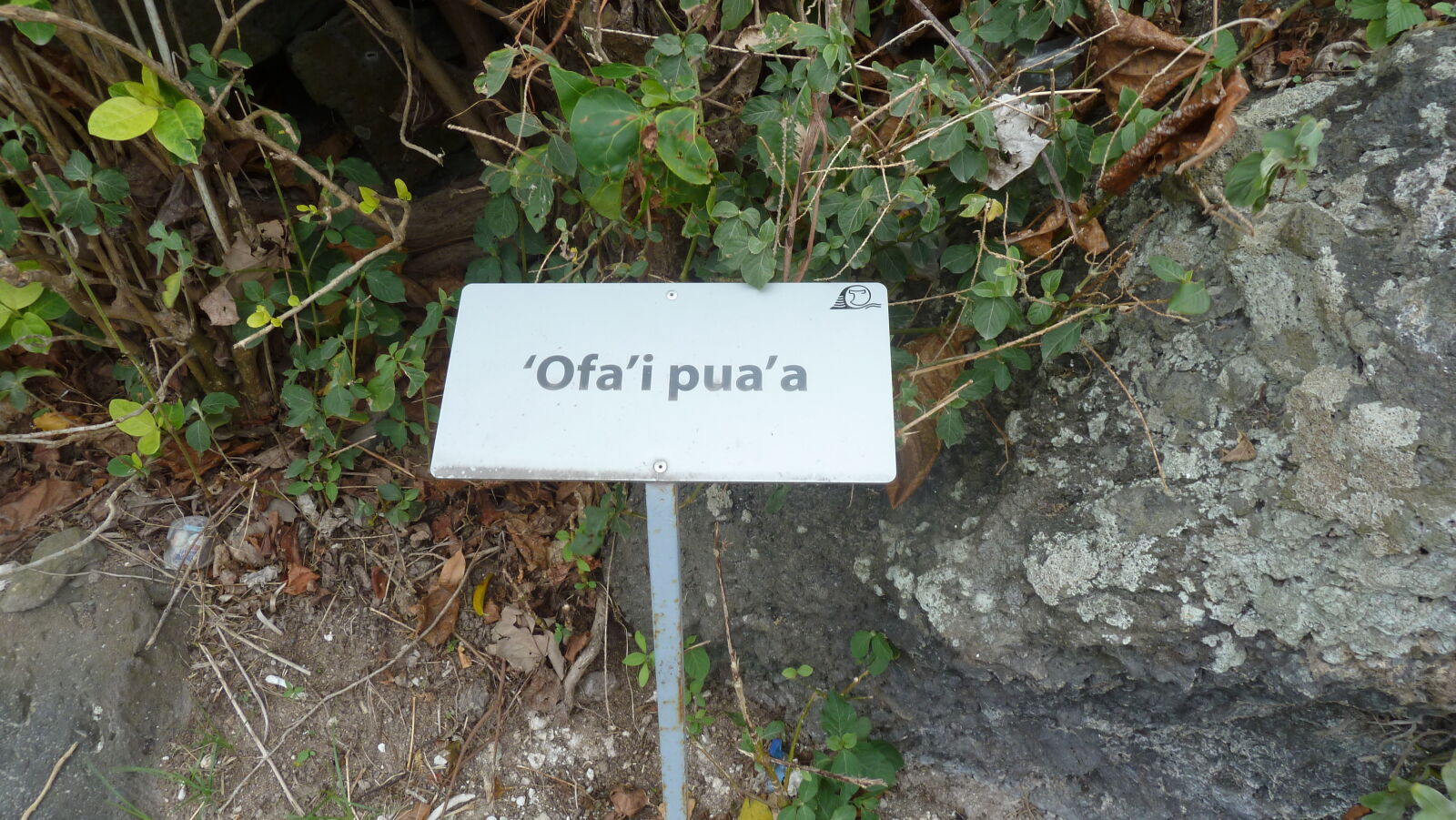 Inselumwanderung; 'Ofa'i pua'a.