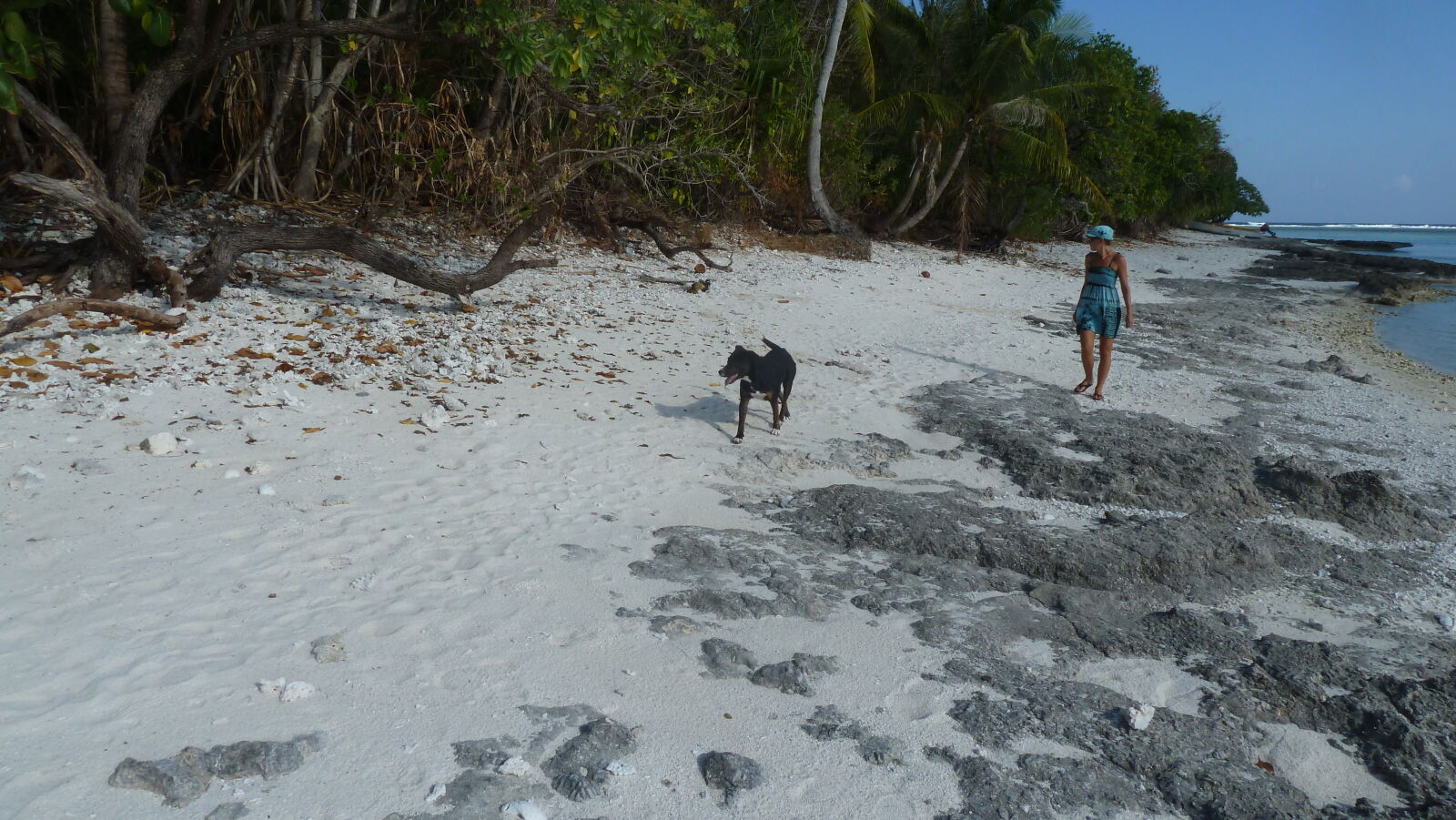 Freundlicher Hund.