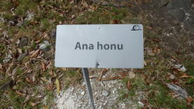 Inselumwanderung; Ana honu.