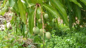 Inselumwanderung; MANGOS!!!