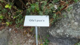 Inselumwanderung; 'Ofa'i pua'a.