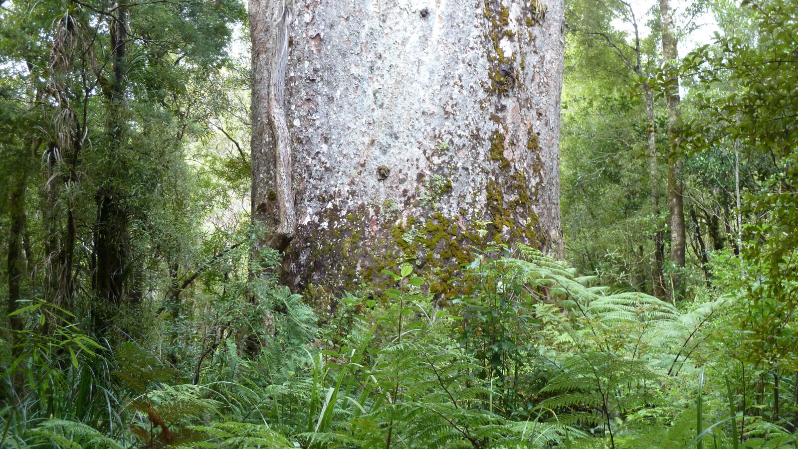 Te Matua Ngahere, der zweitgrößte Kauri.