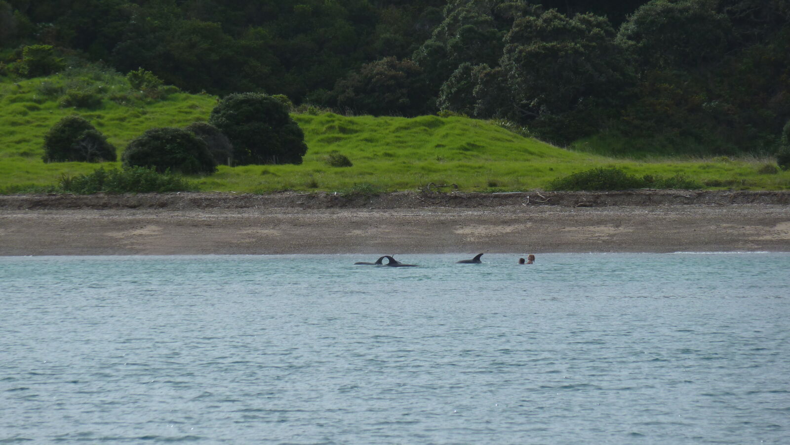 Segeltripp mit Yellow Dog in der Bay of Islands.