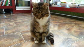 Kater Mittens, Piano Hill Farm.